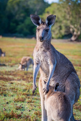 A mother and joey in the wild in Coombabah Queensland 