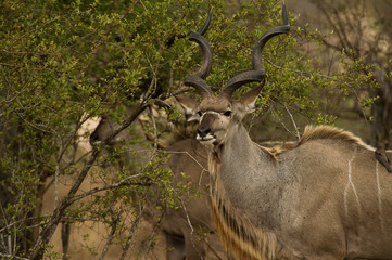 Kudu