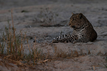 Leopard