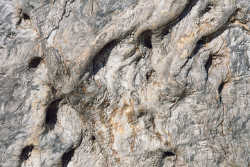 Olive tree bark texture, background