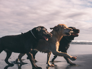 Three Labrador dogs in a row fighting for a stick on the shore