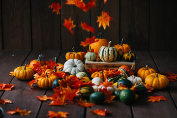 Varieties of pumpkins and squashes collection. View of squash and pumpkins for Halloween 
