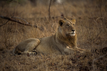 Young male Lion