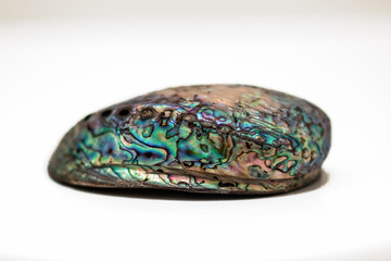 Close up of single beautiful Iridescent abalone shell on white background
