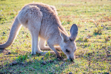 Joey in the wild in Coombabah Queensland 