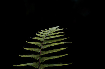 Fern leaf with water drops close-up on dark background.