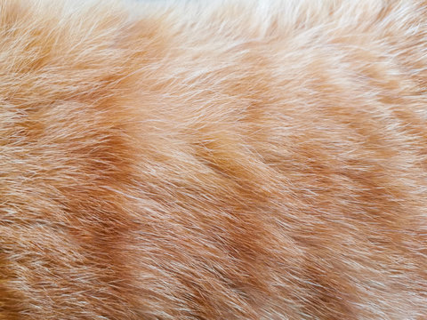 Cat fur texture background.