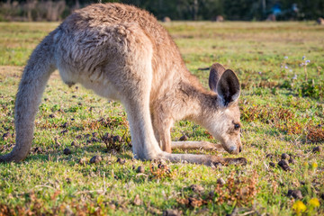 Joey in the wild in Coombabah Queensland 