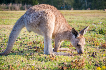 Joey in the wild in Coombabah Queensland 