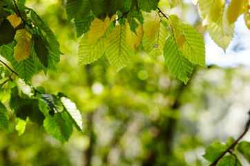  Autumn floral background. Colorful yellow and green foliage on a sunny day. Autumn branches trees and leaves in nature. Autumnal Park. Blurred image