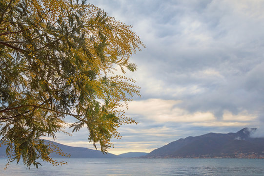 Spring.  Beautiful Mediterranean landscape with branches of Acacia dealbata ( mimosa ) tree on cloudy day. Montenegro, Kotor Bay