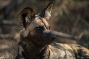 Wild Dog