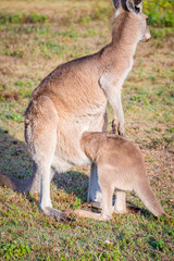 Naklejka na ściany i meble A mother Kangaroo and her joey in Coombabah Queensland 