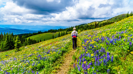 Woman hiking through the alpine meadows filled with abundant wildflowers on Tod Mountain at the alpine village of Sun Peaks in the Shuswap Highlands of the Okanagen region in British Columbia, Canada