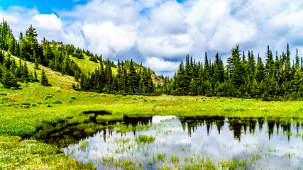 Hiking through the alpine meadows filled with abundant wildflowers. On Tod Mountain at the alpine village of Sun Peaks in the Shuswap Highlands of the Okanagen region in British Columbia, Canada