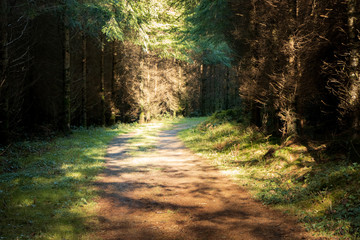 Obraz premium Autumn forest colours