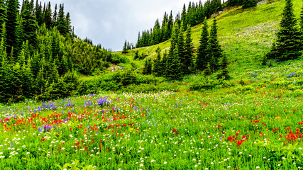 Hiking through the alpine meadows filled with abundant wildflowers. On Tod Mountain at the alpine village of Sun Peaks in the Shuswap Highlands of the Okanagen region in British Columbia, Canada