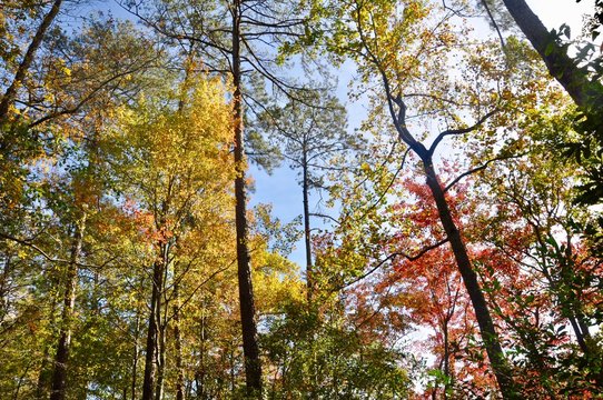Colorful fall leaves and treetops