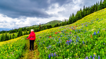 Woman hiking through the alpine meadows filled with abundant wildflowers on Tod Mountain at the alpine village of Sun Peaks in the Shuswap Highlands of the Okanagen region in British Columbia, Canada