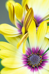 Fototapeta premium bright yellow and purple flowers at bright sunny day