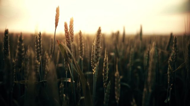 Dolly shot of a wheat field, with shallow depth of field, at sunset.