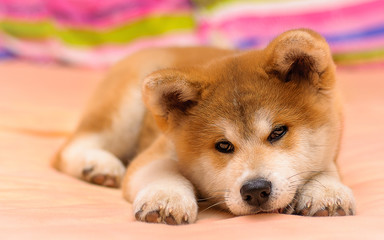 portrait of a dog akita inu