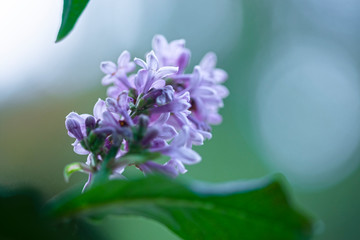 purple flowers growing in garden, close view 