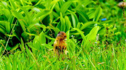A Columbian ground squirrel among the Wildflowers in the high Alpine of Tod Mountain in the Shuswap Highlands of British Columbia, Canada