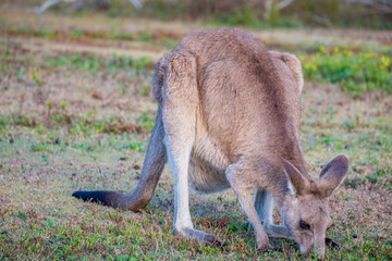 Naklejka na ściany i meble Kangaroo in the wild in Coombabah Queensland
