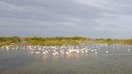 Some flamingos resting on a water pond in La Camargue, France