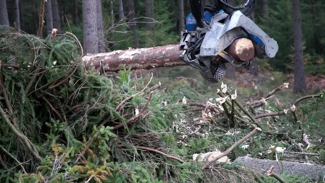Entasten und Zerschneiden einer Fichte mit Vollernter im Wald