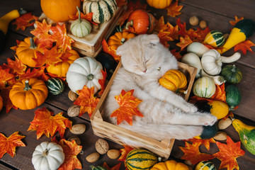 Scottish fold lies in basket. Cat and pumpkins. Cat and Autumn. A Yellow baby British shorthair kitty with halloween pumpkins at brown autumn background