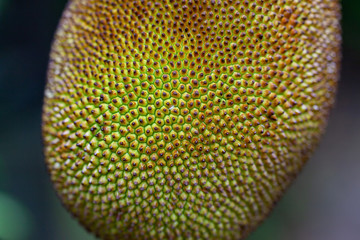 Close up of a jackfruit one of the largest and heaviest fruits on the planet. The spikes are nicley...