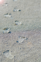 Fototapeta na wymiar footprints on a wet sandy beach near the ocean, sea, river. vacation concept. leisure
