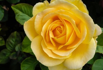 Macro of yellow rose