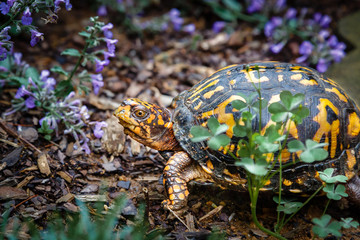 Box turtle with flowers and clovers.