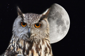 eagle owl with background the moon in the night sky