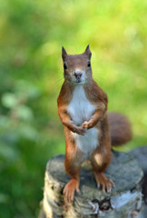 Red Squirrel standing