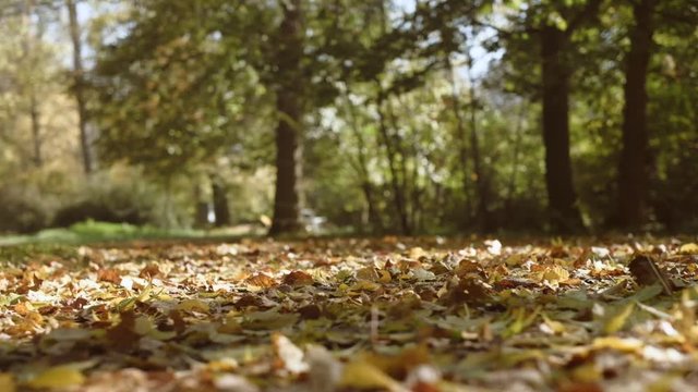 Walking through autumn leaves at a park with tall plane trees. Slow motion POV shot on a gimbal, low angle. 