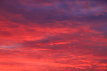 Obraz premium Beautiful red, pink feather clouds against the sky in sunrise in the morning. Picturesque magic background. Mystical clouds. Landscape background for poster.