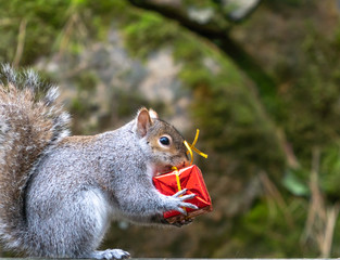Close-up of adorable squirrel opening Christmas gift. © Lee