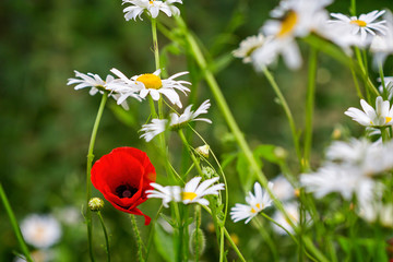 Bright red poppy flower in amongst white daisy blooms