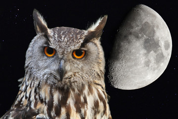 eagle owl with background the moon in the night sky