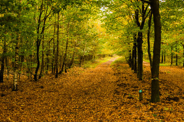 horse trail covered with birch leaves in autumn colors near the forests of Kootwijk, the Netherlands