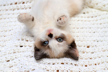 A cute white and brown  kitten, a British Shorthair, lies upside down on a soft lace plaid. Little beautiful cat is looking at the camera.