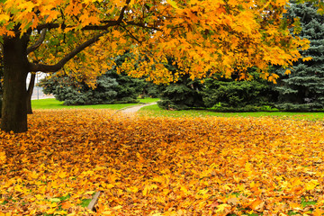 Picturesque cityscape of autumn street with trees covered with yellow, red leaves. Beautiful Embankment in fall foliage, city Dnipro, Dnepropetrovsk, Ukraine. Postcard, calendar for October, November