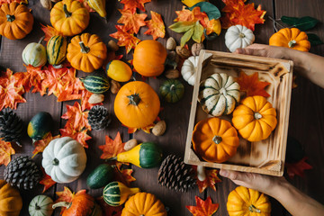 hand holding pumpkin. Group of colorful halloween decoration pumpkins at brown background....