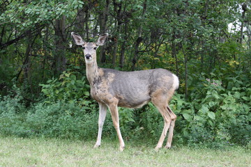 deer in the forest