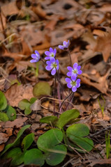 Flowering plants on the sand dunes in spring in a state park. Indiana Dunes National Lakeshore, USA