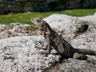 Iguana in Tulum, Mexiko Yucatan
